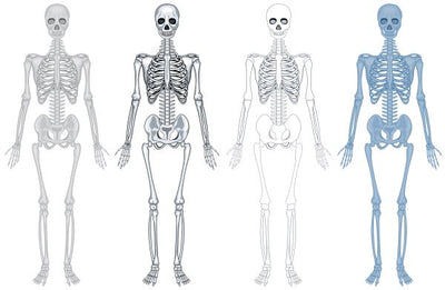 Drynaria: Increase Bone Density Naturally
