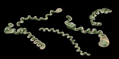 Best Test for Diagnosing Lyme Disease